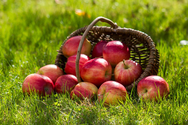 maçãs frescas em uma cesta em um jardim - Foto, Imagem