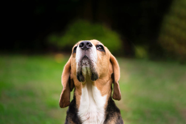 beagle dog carefully looks at nature in summer, close up - Fotografie, Obrázek