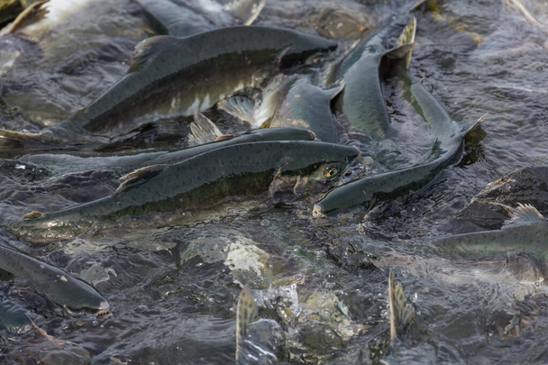 tření lososů na řece Aljašce - Fotografie, Obrázek