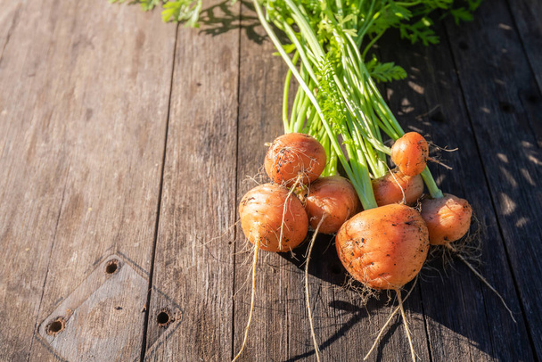 Fresh home garden grown organic round carrot on barn wood - Fotografie, Obrázek
