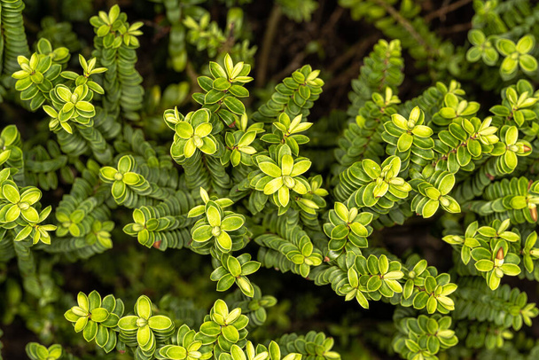 Leaves of Boxwood Hebe or Mountain Box (Hebe buxifolia) - Photo, Image