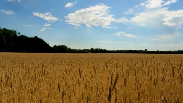 Spring Landscape on a Wheat Field - 5K - Materiał filmowy, wideo