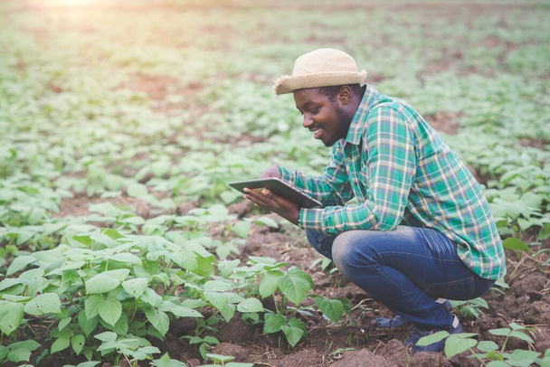 Африканський фермер використовує планшет для дослідження листя рослин в органічному сільському господарстві або концепції вирощування. - Фото, зображення