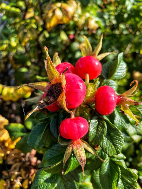 Φύση Φθινόπωρο μούρα Φρούτα Λουλούδια Απίστευτο Ουκρανία  - Φωτογραφία, εικόνα