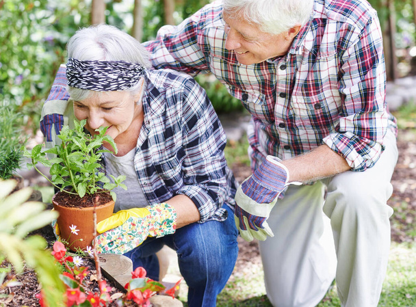Theres nothing like the smell of fresh herbs...A happy senior couple busy gardening in their back yard - Fotoğraf, Görsel