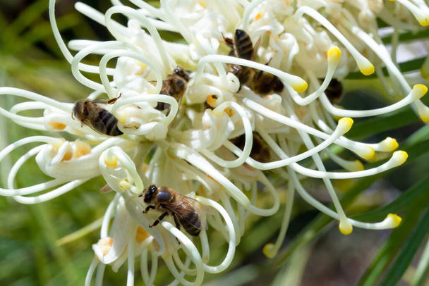 Makro Valokuvaus mehiläisten grevillea - Valokuva, kuva
