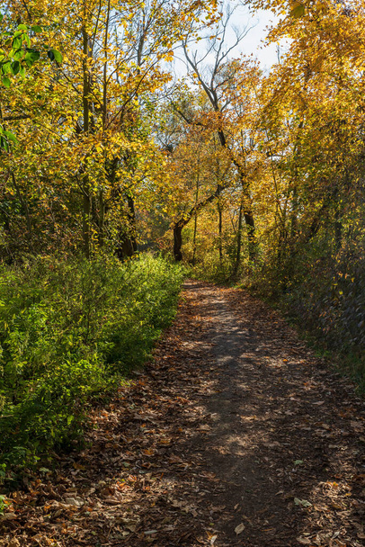 Осенний пейзаж пешеходной дорожки с опавшими листьями и красочными деревьями - Фото, изображение