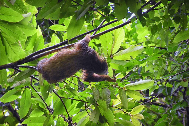 Lenoch ve větvích stromu v Parque Nacional Manuel Antonio, v Kostarice, Amerika. - Fotografie, Obrázek