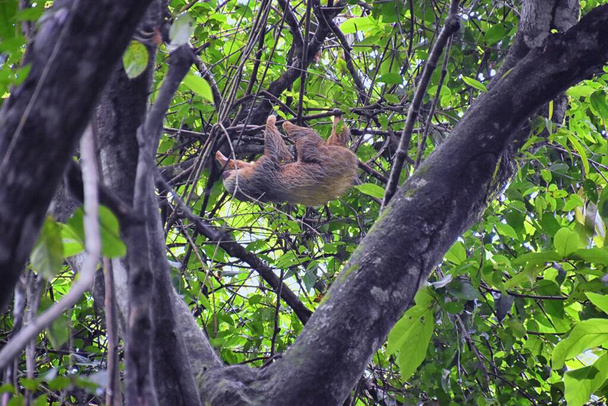 Lenoch ve větvích stromu v Parque Nacional Manuel Antonio, v Kostarice, Amerika. - Fotografie, Obrázek