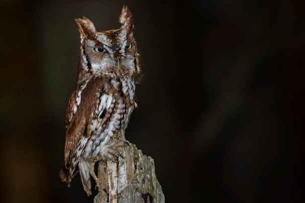 A young trained Eastern Screech Owl (red morph) perched in a tree. Scientific name: Megascops asio - Photo, Image