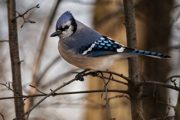 A Blue Jay foraging for food. Cyanocitta cristata - Foto, Imagen