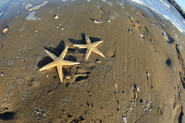 dos pequeñas estrellas de mar en la playa junto al mar en verano que casi parecen estar cogidas de la mano - Foto, Imagen