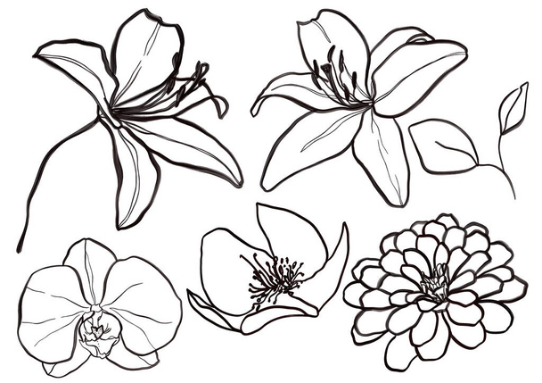 Line art őszi készlet száraz virágok. Kézzel festett fekete liliom, orchidea, dahlia és aster elszigetelt fehér háttérrel. Üdülőtelep Illusztráció tervezés, nyomtatás, szövet vagy háttér - Fotó, kép