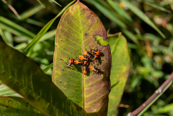 Büyük yosun böceği (Oncopeltus fasciatus) - Fotoğraf, Görsel