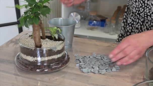 fabrication d'un terrarium avec des plantes - Séquence, vidéo