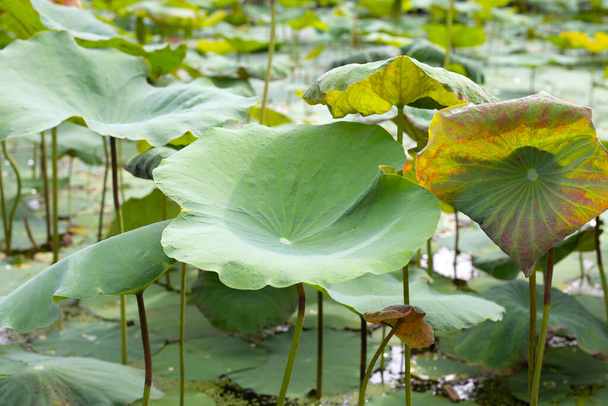 Leaves of lotus in the pond - Фото, изображение