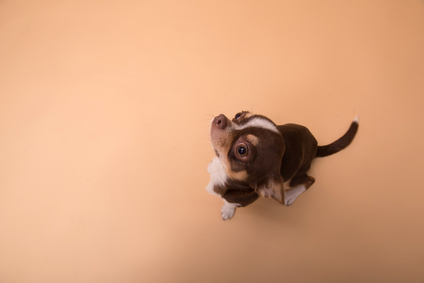 adorable Chihuahua puppy on beige  background - Foto, immagini