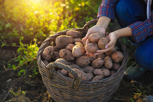 Woman harvesting fresh ripe potatoes on farm, closeup - Fotoğraf, Görsel