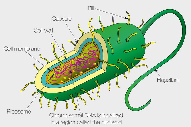 Die Grafik zeigt die Teile einer Bakterienzelle. Vektorbild - Vektor, Bild