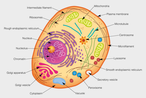 A grafika egy emberi sejt elemeit mutatja. Vektorkép - Vektor, kép