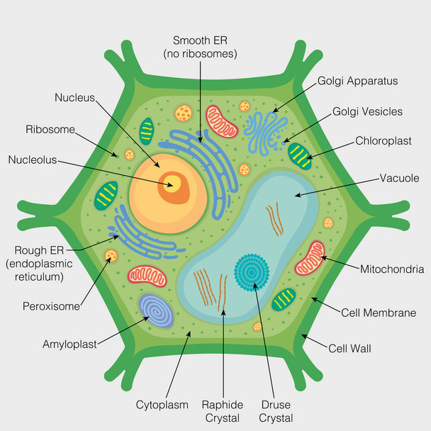 Grafika pokazuje fragmenty komórki roślinnej na szarym tle. Wizerunek wektora - Wektor, obraz