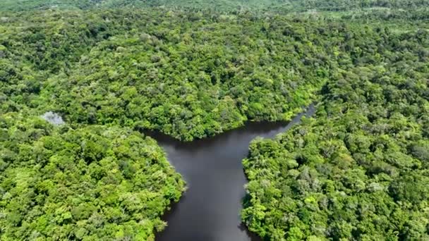 Στο Άμαζον Φόρεστ. Το διάσημο τροπικό δάσος του κόσμου. Μανάους Βραζιλία. Αμαζόνιο οικοσύστημα. Φυσικό τοπίο άγριας ζωής. Solimoes Αμαζόνιος ποταμός biome. Τρόπος ζωής Amazon. - Πλάνα, βίντεο