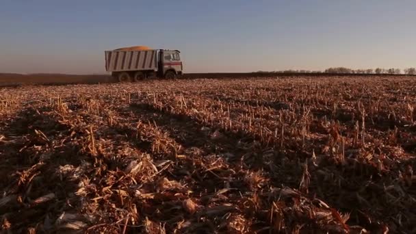 truck met oogst - Video