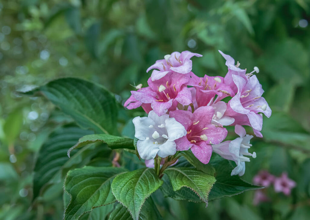 weigela bloemen close-up bloeien op plant buiten in de zomer - Foto, afbeelding
