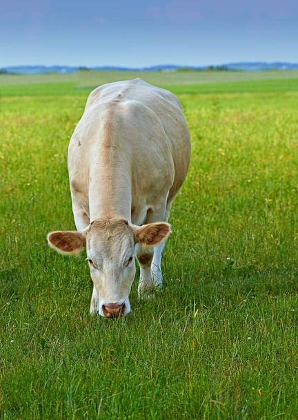 Bydło Charolais. Stado bydła Charolais pasące się na pastwisku w Danii - Zdjęcie, obraz