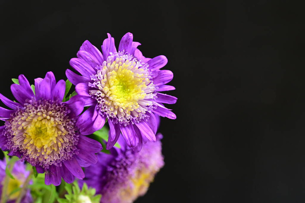 beautiful purple flowers, close up view, dark background - Foto, imagen