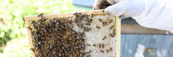Работа пчеловода в защитном костюме на ферме. Пчеловод внимательно осматривает узкую раму с сотами на вершине улья. - Фото, изображение