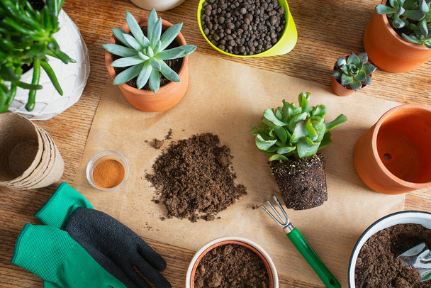 Replanting, flat, top view design. Flowerpots, soil pile, plant sprout, gloves, cinnamon, rake and shovel on burlap background. Houseplant care. Top view. - Valokuva, kuva