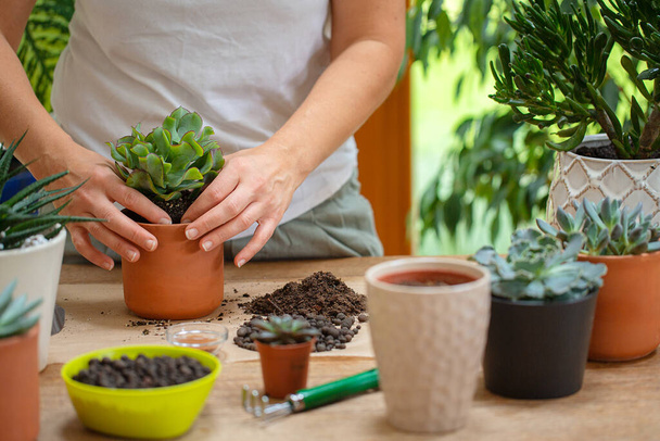 Woman is replanting a plant into a new brown pot. Many plants standing on a table. - Foto, Bild