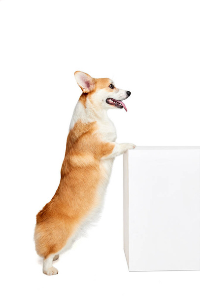 Fluffy pet. Cute Welsh corgi doggy posing isolated on white studio background. Healthy joyful puppy. Concept of motion, pets love, animal life. Looks happy, funny. Copy space for ad. - Fotó, kép