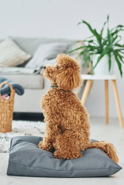 Sits on the pillow. Cute little poodle puppy is indoors in the modern domestic room. - Foto, afbeelding