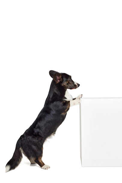 Retrato de perro Cárdigan galés blanco-negro aislado sobre fondo blanco. Concepto de belleza, moda, espectáculo, vida animal. Copiar espacio para anuncio - Foto, imagen