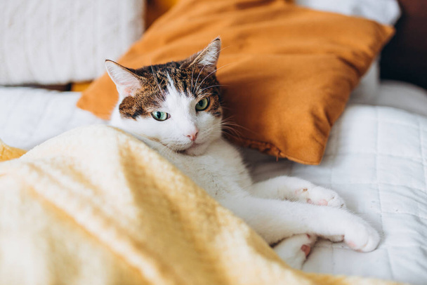 Blanco con el gato gris miente en cama en el país, concepto de la comodidad de la casa, interior. Copia el espacio. Adoptar mascotas - Foto, Imagen