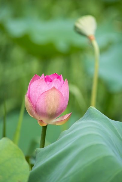 blooming lotus flower - Foto, Imagen