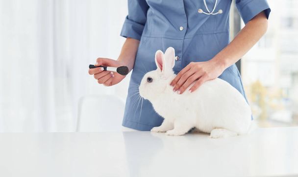 Female veterinatian is indoors with little rabbit. Conception of healthcare. - Fotoğraf, Görsel