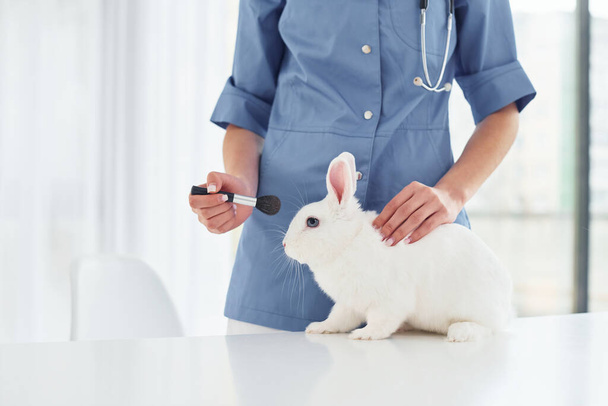 Female veterinatian is indoors with little rabbit. Conception of healthcare. - Foto, Imagem