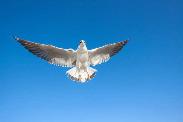Чайки летят по небу
 - Фото, изображение