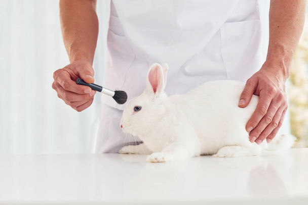 Young veterinatian is indoors with little rabbit. Conception of healthcare. - Valokuva, kuva