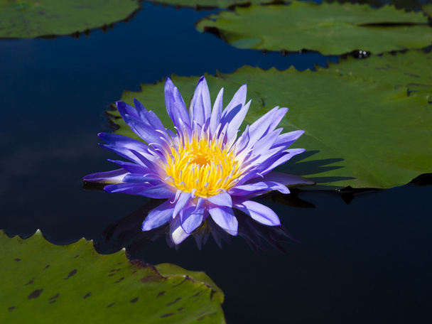 lotus flower and leaf on pond - Фото, изображение