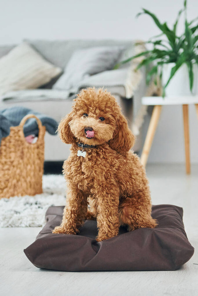 Sits on the pillow. Cute little poodle puppy is indoors in the modern domestic room. - Foto, Imagem
