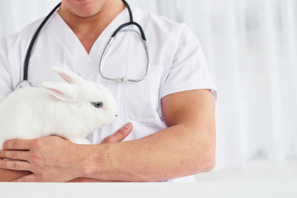 Young veterinatian is indoors with little rabbit. Conception of healthcare. - Foto, afbeelding