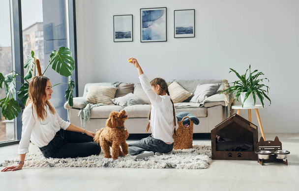 Mother with her daughter playing with dog. Cute little poodle puppy is indoors in the modern domestic room. - Foto, afbeelding