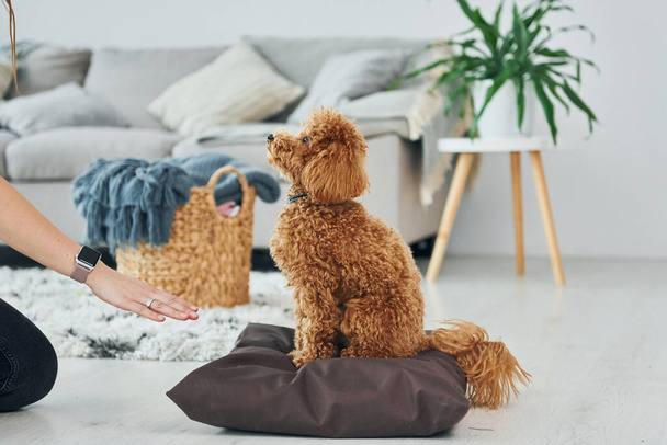 Sits on the pillow. Cute little poodle puppy is indoors in the modern domestic room. - Foto, immagini