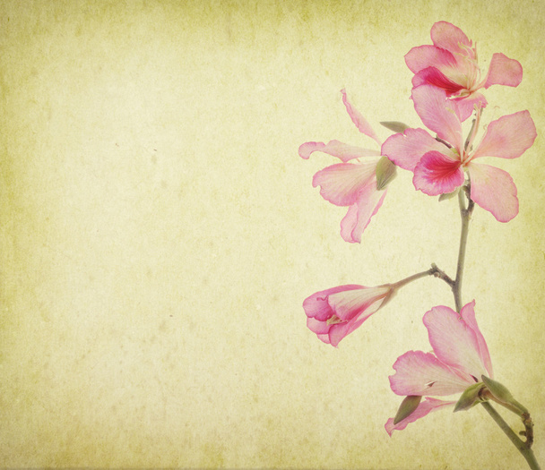 Bauhinia flower - Photo, Image