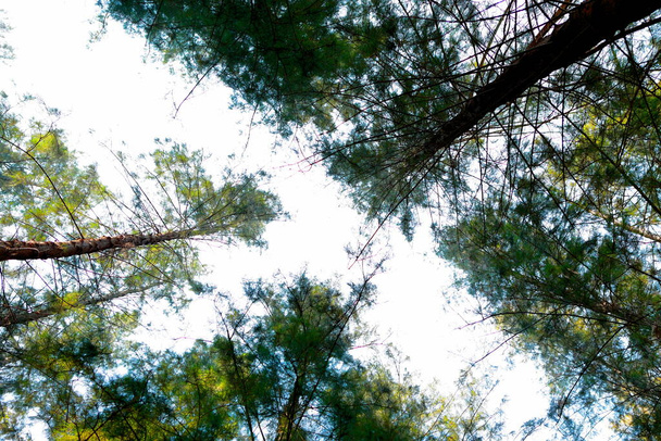 Na vrcholku stromu, pohled na mravenčí oko - Fotografie, Obrázek