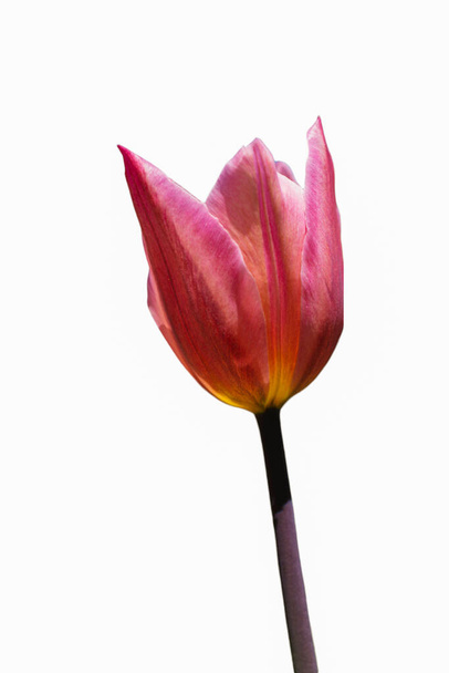 Beautiful colorful isolated  tulips flower in spring time garden - Photo, Image